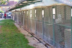 Rund 40-60 Hunde warten jeweils auf ein neues Zuhause.
