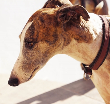 Angelina Galgo Freedom