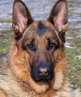 Pflegehund Athos