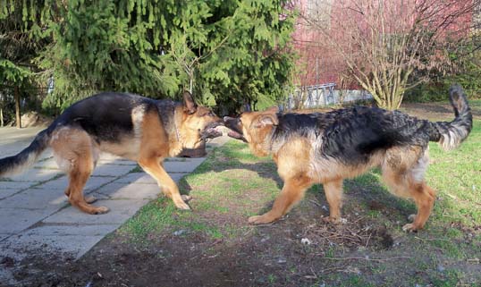 Athos und Eliot Athos und Eliot