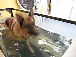 Bild 36