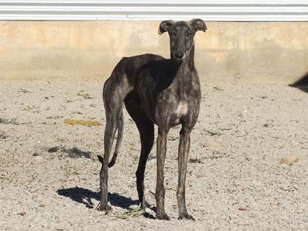 Mikel, in der Zwischenzeit auf einer Pflegestelle in der Nähe von Zürich, bis ein neues Zuhause gefunden wird Mikel, in der Zwischenzeit auf einer Pflegestelle in der Nähe von Zürich, bis ein neues Zuhause gefunden wird