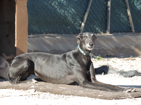 Gitana, wartet noch in Spanien