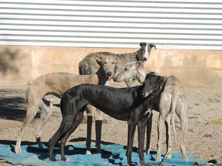 Mein Lieblingsfoto: Gitana, Dino, Duque und Careto Mein Lieblingsfoto: Gitana, Dino, Duque und Careto