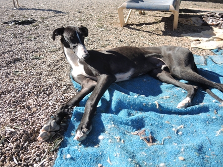 Duque, in der Zwischenzeit im Jura auf einer Pflegestelle, bis ein Zuhause gefunden wird Duque, in der Zwischenzeit im Jura auf einer Pflegestelle, bis ein Zuhause gefunden wird