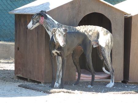 Careto und Gitana Careto und Gitana