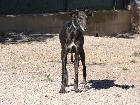 Gitana wartet noch auf Adoptanten oder Pflegestelle Gitana wartet noch auf Adoptanten oder Pflegestelle