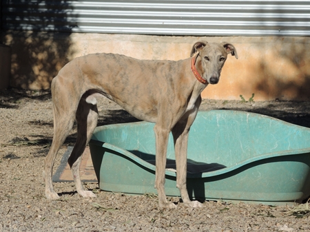 Der tolle Dino, der in der Zwischenzeit bei uns im Jura auf ein Zuhause wartet Der tolle Dino, der in der Zwischenzeit bei uns im Jura auf ein Zuhause wartet