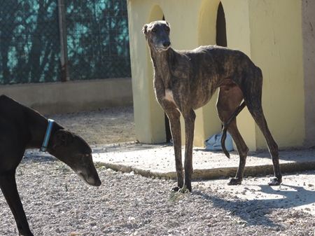 Mikel, in der Zwischenzeit auf Pflegestelle in der Nähe von Zürich Mikel, in der Zwischenzeit auf Pflegestelle in der Nähe von Zürich