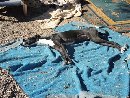 Duque der Geniesser, wartet in der Zwischenzeit in der Schweiz auf ein neues Zuhause Duque der Geniesser, wartet in der Zwischenzeit in der Schweiz auf ein neues Zuhause