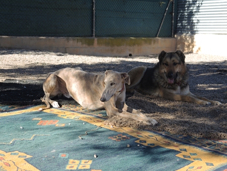 Dino und die nette Schfimix -Hndin, die mit den Galgos den Auslauf teilte