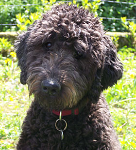 Allegra