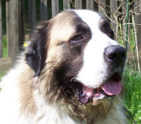 Amigo