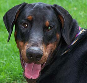 Ares