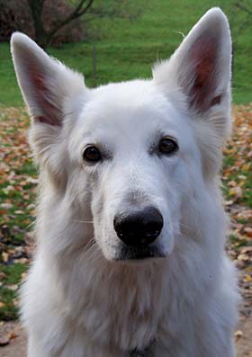 Ayla