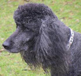 Balu