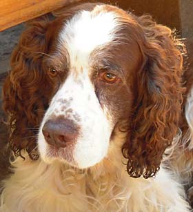 Baxter