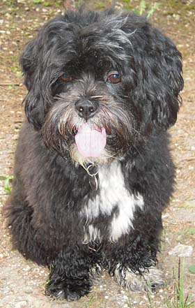 Blacky