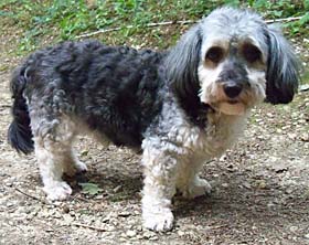 Fridolin