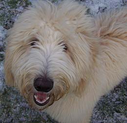 Lotti