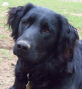 Lupo