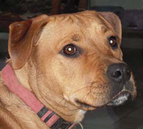 Meiti