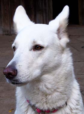 Munja