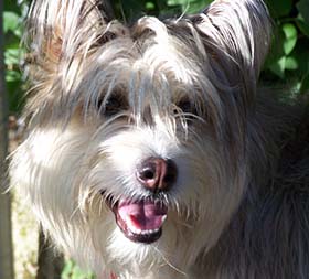 Pixi