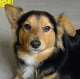 Ringo