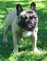 Rocco