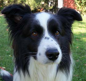 Saba