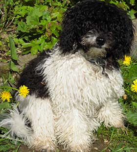 Sugus