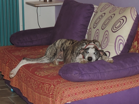 ....auch Lilly bleibt bei dem Wetter lieber auf dem Sofa