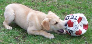 Benji Benji