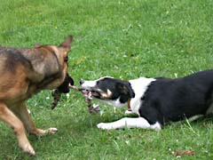 Als hätte es nur EIN Spielzeug .... Als hätte es nur EIN Spielzeug ....