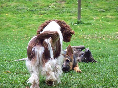 Baxter wird erwartet von Chaska und Bahia Baxter wird erwartet von Chaska und Bahia