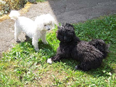 Blacky und Choupette, Jurassier und Basler verstehen sich gut