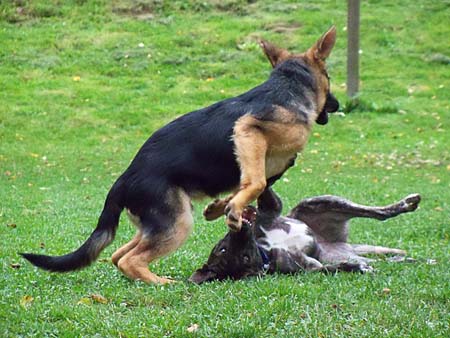 Chaska und Bahia