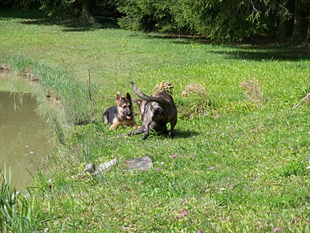 Chaska und Bahia am Weiher von Linda Chaska und Bahia am Weiher von Linda