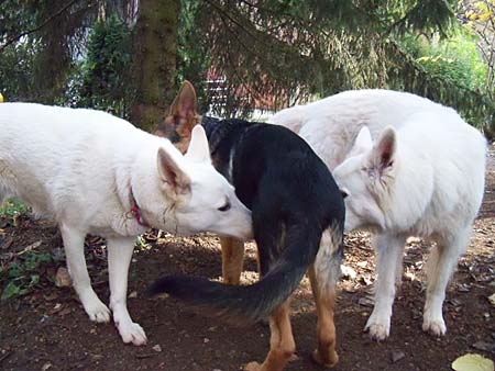 Chaska in der Zange: Ayla und Munja Chaska in der Zange: Ayla und Munja