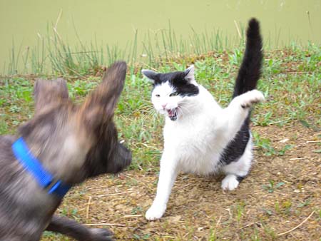 So sieht bei uns der sogenannte "Katzentest" aus: Pflegehund Greta und Kater Maxli.