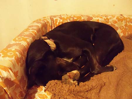 "Mörgeli", ein müdes Häufchen zukünftiger Rettungshund "Mörgeli", ein müdes Häufchen zukünftiger Rettungshund