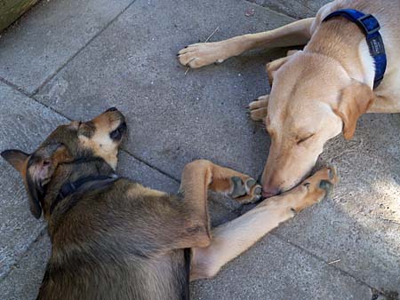 Miro und Milow beim relaxen