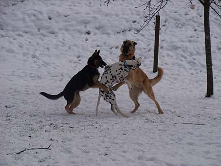 Action im Schnee: Lora, Louka und Phoebe Action im Schnee: Lora, Louka und Phoebe