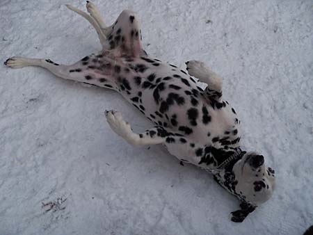 Phoebe beim Schneebad