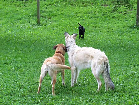 Wer kommt denn da: Shana, Sirius und Emma