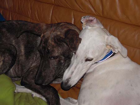 Zwei Sch�nheiten: Valentina und Bahia
