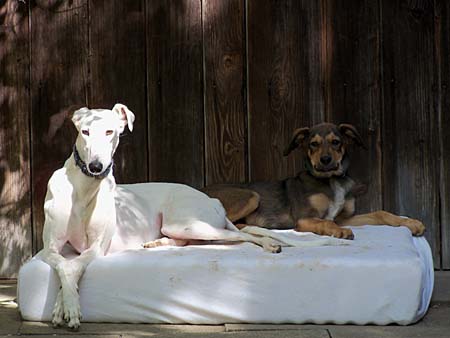 2 die wissen wo's am bequemsten ist: Valentina und Milow 2 die wissen wo's am bequemsten ist: Valentina und Milow