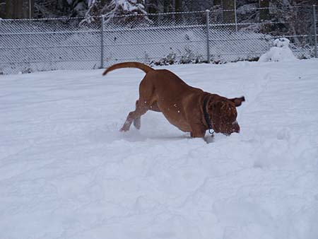 Auch Nick liebt Schnee
