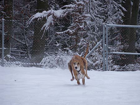 Tolomeo, ein ehemaliger Spanier im Schnee Tolomeo, ein ehemaliger Spanier im Schnee